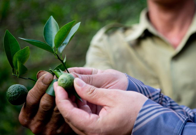 Hà Giang tìm cách phục hồi diện tích cam sành bị suy thoái ở Bắc Quang ảnh 2