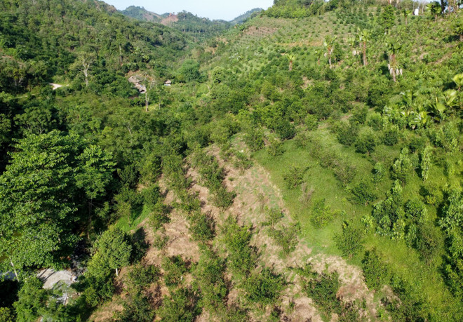 Hà Giang tìm cách phục hồi diện tích cam sành bị suy thoái ở Bắc Quang ảnh 1