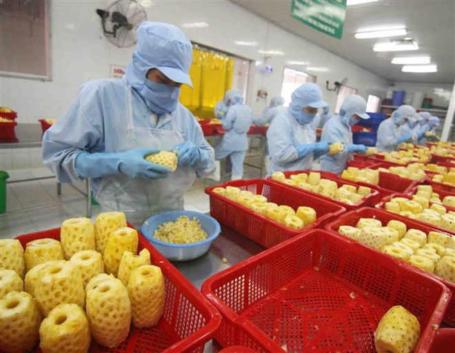 Chế biến sản phẩm dứa đóng hộp tại nhà máy của Công ty CP xuất nhập khẩu nông sản An Giang. (Ảnh: Vũ Sinh/TTXVN) Việt Nam mong muốn trở thành trung tâm sáng tạo về Hệ thống lương thực ảnh 1