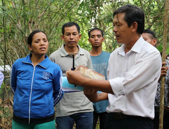 Bảo tồn, nhân rộng nguồn gen nấm Linh chi Vườn Quốc gia Phước Bình ảnh 2