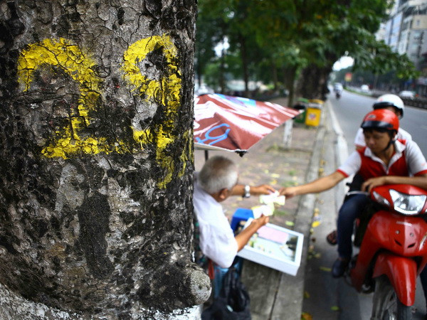 Làm rõ mục đích việc đẽo vỏ cây xà cừ trên đường phố Hà Nội ảnh 1