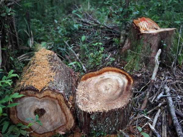 Khởi tố 2 cán bộ kiểm lâm trong vụ chặt phá 189 cây pơmu ảnh 1