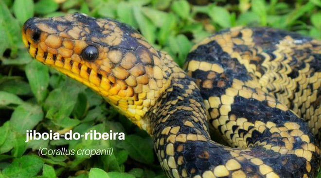 Phát hiện loài rắn vô cùng quý hiếm sau hàng chục năm vắng bóng ảnh 1