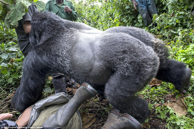 Khỉ đột cao 2m tức giận vì bị chụp ảnh, lao vào tấn công người ảnh 3