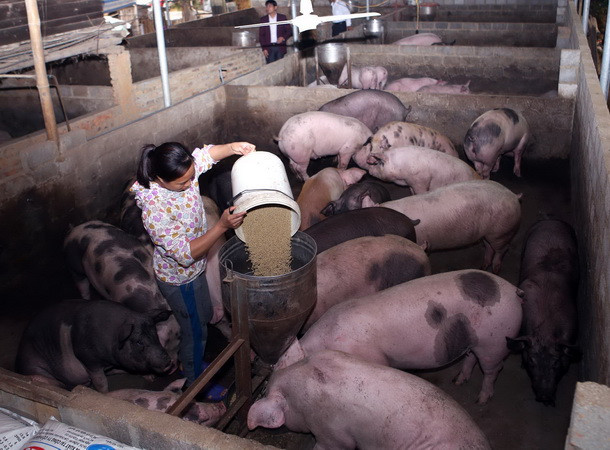 Bà Rịa-Vũng Tàu:Tồn kho nhiều lợn quá lứa, tiêu thụ gặp khó ảnh 1