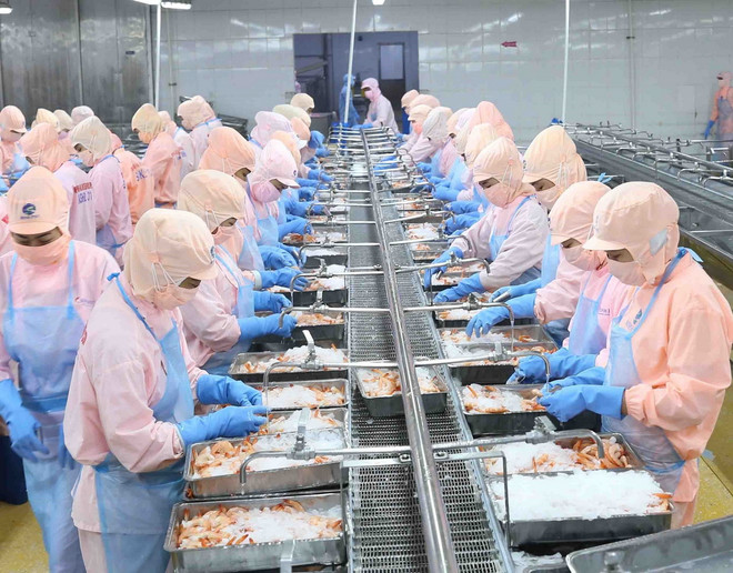 Trong ảnh: Chế biến tôm xuất khẩu tại nhà máy của Tập đoàn Minh Phu Seafood Corp tại Khu công nghiệp Nam Sông Hậu (Hậu Giang). Ảnh: Vũ Sinh - TTXVN che bien tom xuat khau.jpg
