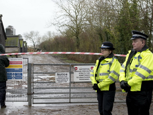 Chủng virus cúm gia cầm vừa phát hiện tại Anh là H5N8 ảnh 1