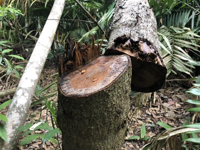 Hà Tĩnh: Điều tra vụ cán bộ khai thác gỗ tại khu bảo tồn Kẻ Gỗ ảnh 1