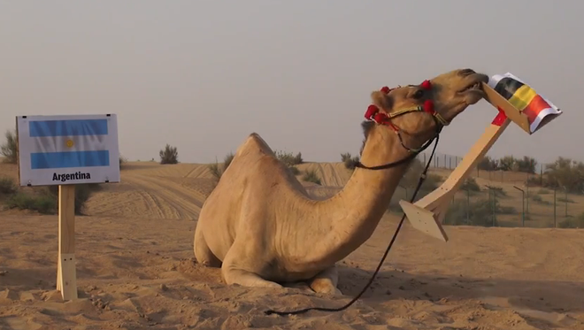 Lạc đà “tiên tri” mang tin dữ tới cho Argentina và Costa Rica ảnh 1