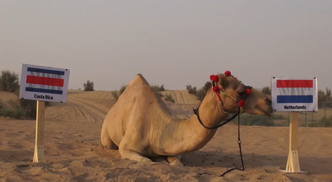Lạc đà “tiên tri” mang tin dữ tới cho Argentina và Costa Rica ảnh 2