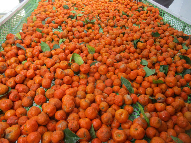 Người dân vùng cao Thanh Hóa tăng thu nhập từ sản phẩm quýt bản địa ảnh 1