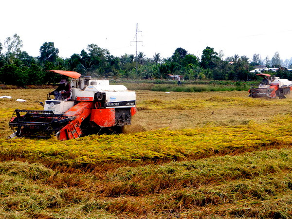 Nông dân Việt Nam sản xuất lúa gạo bền vững theo chuẩn quốc tế ảnh 1