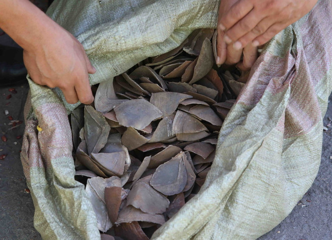 Việt Nam nỗ lực bảo tồn loài tê tê khỏi sự tuyệt chủng ảnh 3