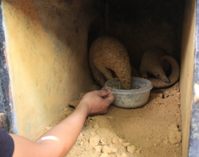 Việt Nam nỗ lực bảo tồn loài tê tê khỏi sự tuyệt chủng ảnh 2