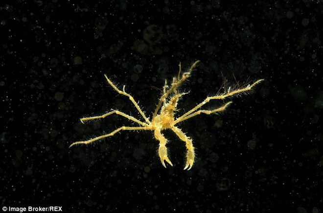 Những con "quái vật biển" đáng sợ trong đại dương xanh thẳm ảnh 4