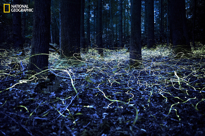 Những bức ảnh tuyệt đẹp về phong cảnh và động vật năm 2014 ảnh 8