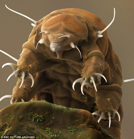 Những con "quái vật biển" đáng sợ trong đại dương xanh thẳm ảnh 2