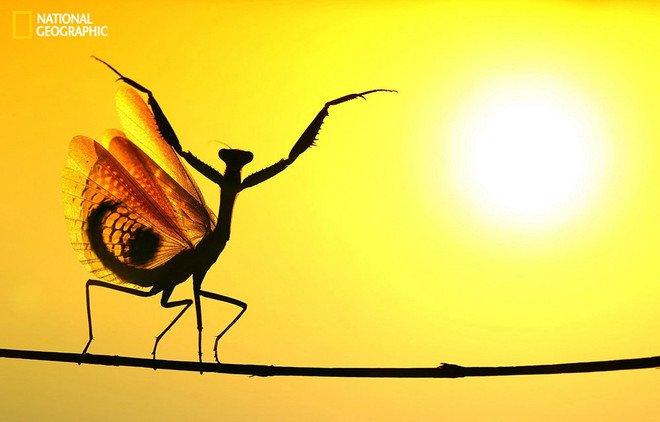 Những bức ảnh tuyệt đẹp về phong cảnh và động vật năm 2014 ảnh 6