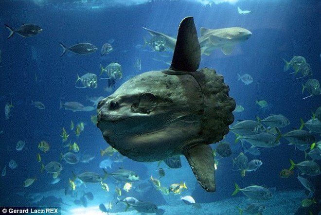 Những con "quái vật biển" đáng sợ trong đại dương xanh thẳm ảnh 5