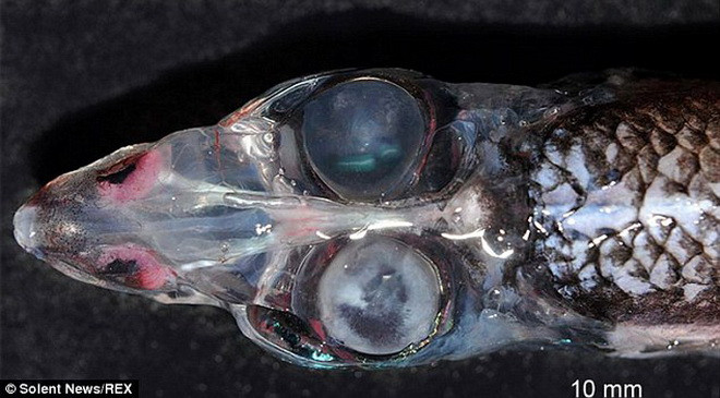 Những con "quái vật biển" đáng sợ trong đại dương xanh thẳm ảnh 7