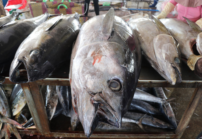 Lần đầu tiên cá ngừ trở thành ngành hàng giá trị tỷ USD ảnh 1