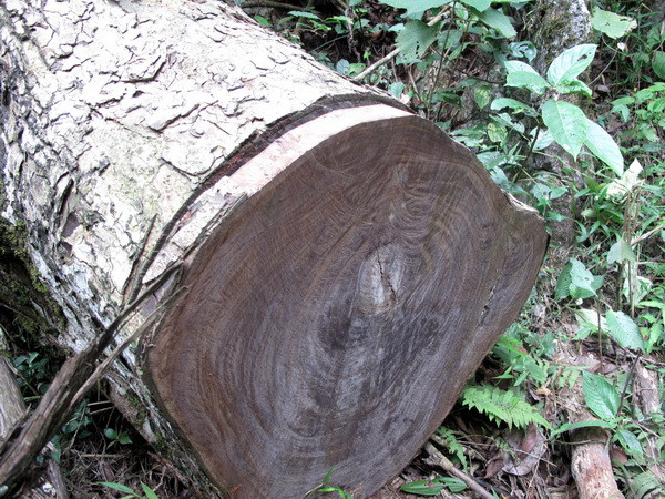 Lâm Đồng: Kiểm lâm viên bị hành hung khi đang làm nhiệm vụ ảnh 1