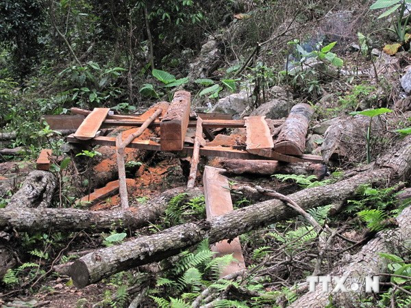 Mexico: Quản lý yếu kém, hơn 30% diện tích rừng bị tàn phá ảnh 1