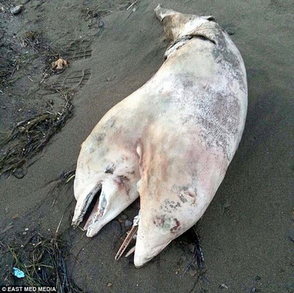 Phát hiện xác cá heo hai đầu kỳ lạ ở biển phía Tây Thổ Nhĩ Kỳ ảnh 1