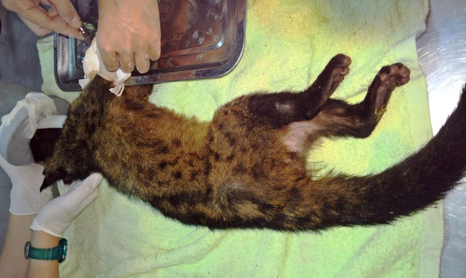 Tái thả thành công 10 cá thể cầy quý hiếm về môi trường tự nhiên ảnh 1