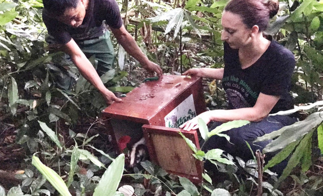 Tái thả thành công 10 cá thể cầy quý hiếm về môi trường tự nhiên ảnh 2