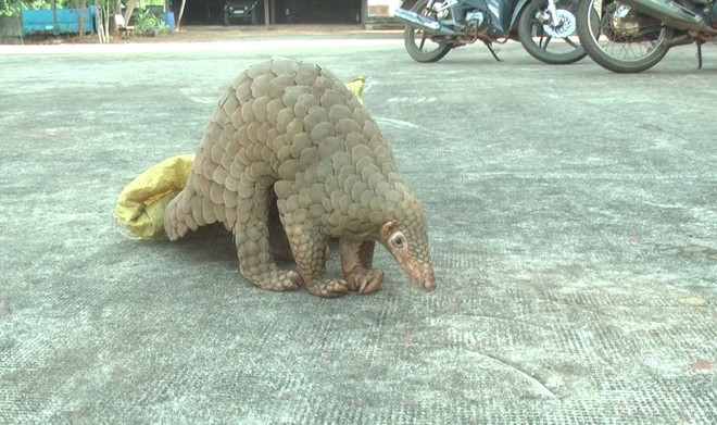 Đắk Nông: Người dân phát hiện, giao nộp một cá thể tê tê ảnh 1