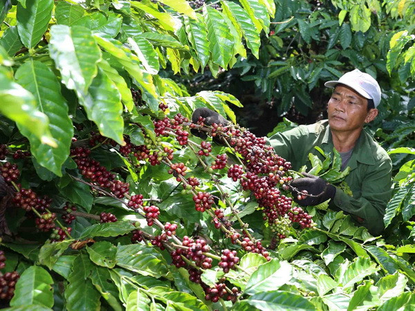 Xây dựng thương hiệu càphê Việt trong bối cảnh hội nhập sâu rộng ảnh 1