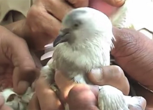 Chính quyền Ấn Độ bắt sống "gián điệp chim bồ câu" Pakistan ảnh 1