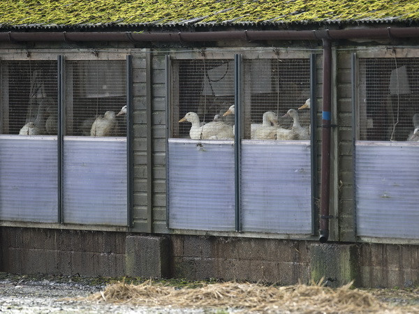 Ổ cúm gia cầm ở Anh có thể liên quan tới ổ dịch ở Hà Lan, Đức ảnh 1