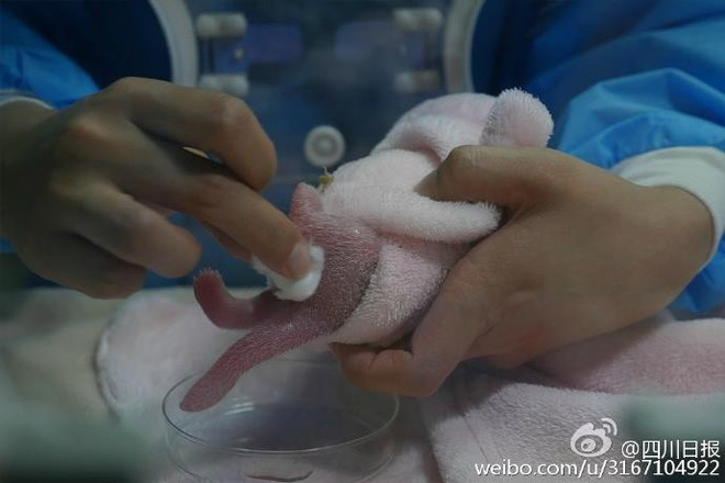 Trung Quốc xôn xao với màn sinh hạ gấu trúc "siêu may mắn" ảnh 2