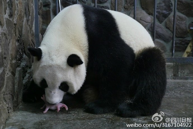 Trung Quốc xôn xao với màn sinh hạ gấu trúc "siêu may mắn" ảnh 3