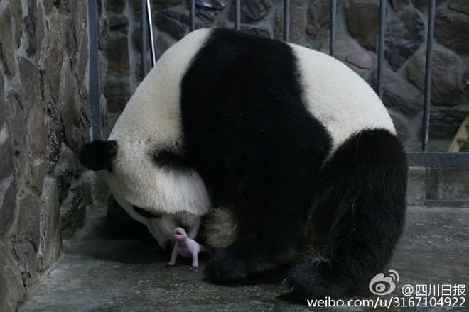 Trung Quốc xôn xao với màn sinh hạ gấu trúc "siêu may mắn" ảnh 4