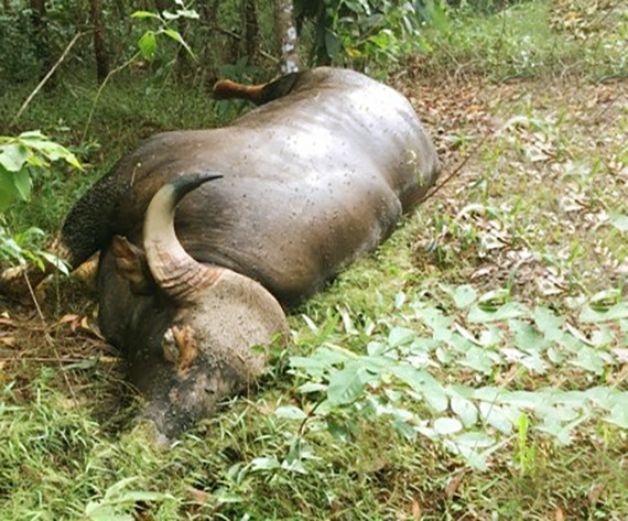 Ảnh minh họa. (Nguồn: baodongnai.com.vn) Đề nghị làm tiêu bản bò tót chết do già yếu tại khu bảo tồn ở Đồng Nai ảnh 1