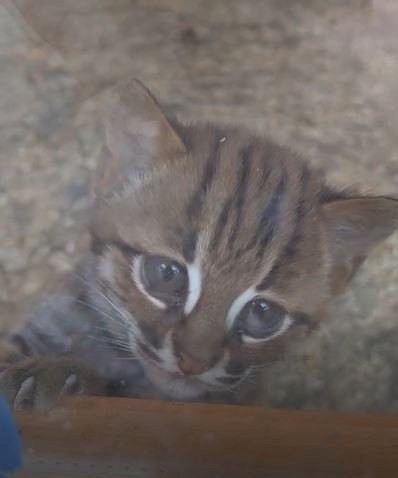 Cặp mèo con nhỏ nhất và hiếm nhất thế giới chào đời tại Anh ảnh 4