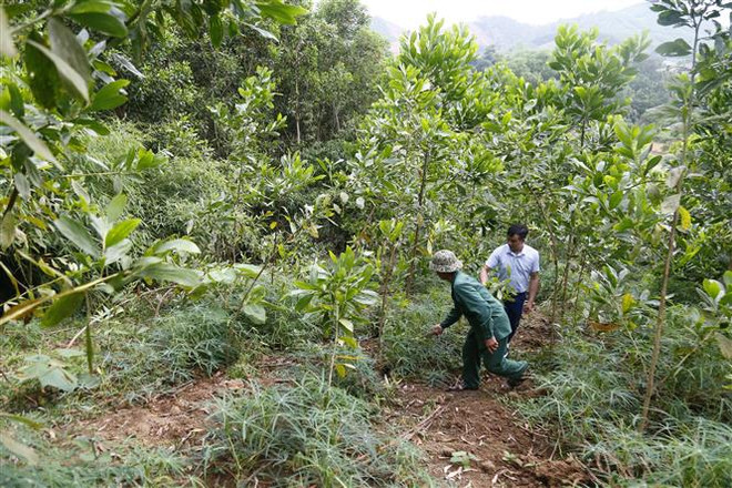 Thêm nguồn thu nhập bền vững từ rừng cho người dân Kon Tum ảnh 1