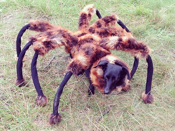 Video "Chó nhện khổng lồ" chiếm vị trí cao nhất trên mạng xã hội ảnh 1