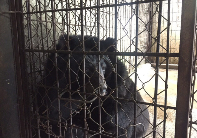 Cứu hộ cá thể gấu ngựa sau hơn thập kỷ sống trong “nhà sắt” ở Lâm Đồng ảnh 1