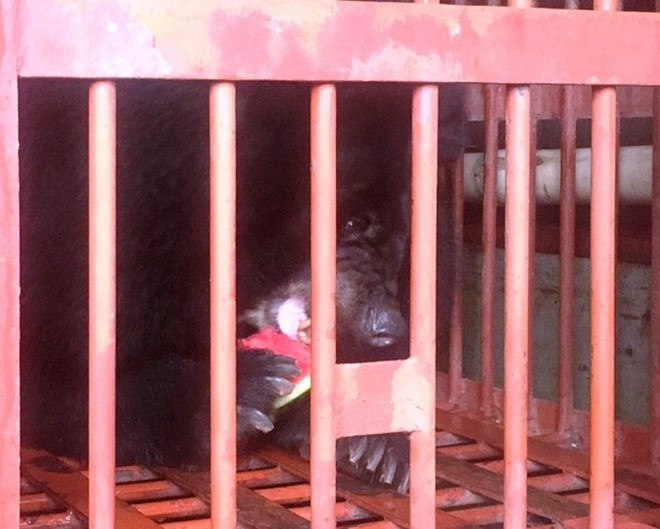 Cứu hộ cá thể gấu ngựa sau hơn thập kỷ sống trong “nhà sắt” ở Lâm Đồng ảnh 2