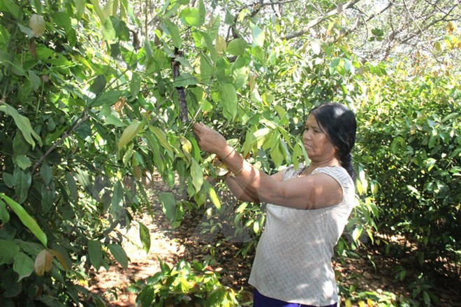 Thời tiết bất thường đe dọa “thủ phủ" điều ở Bình Phước ảnh 1