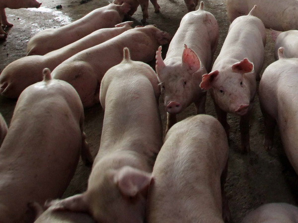 10 sự kiện kinh tế Việt Nam năm 2015 do TTXVN bình chọn ảnh 8