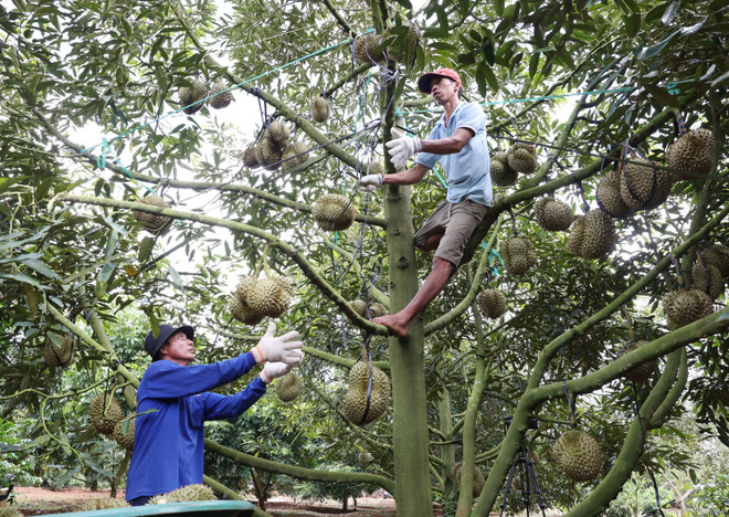 Giải pháp nào cho phát triển bền vững cây sầu riêng ở Đắk Lắk? ảnh 4