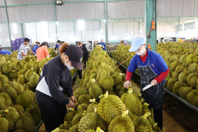 Giải pháp nào cho phát triển bền vững cây sầu riêng ở Đắk Lắk? ảnh 1