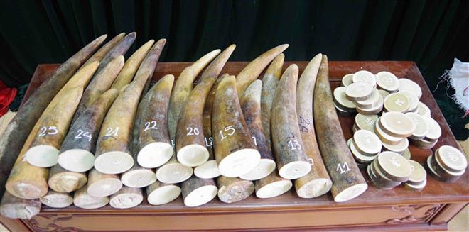 Thu giữ gần 1,4 tấn vảy tê tê và hơn 100kg ngà voi chuyển từ châu Phi ảnh 1