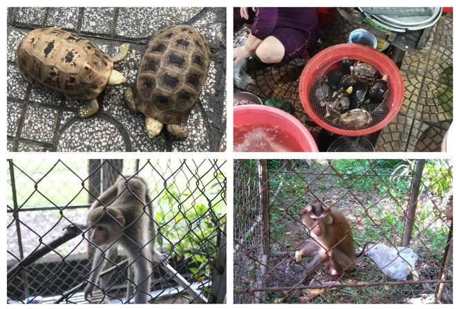ENV cứu hộ 146 cá thể động vật hoang dã từ đầu năm 2019 ảnh 2