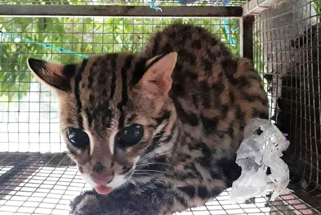 ENV cứu hộ 146 cá thể động vật hoang dã từ đầu năm 2019 ảnh 1